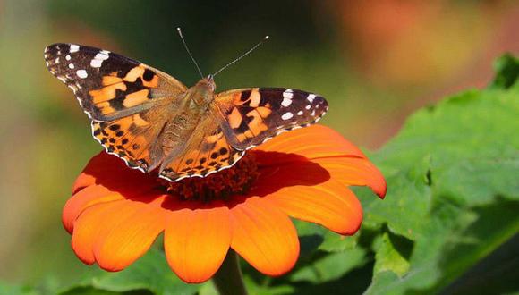 ​Descubren que rara mariposa imita a los pájaros en sus vuelos