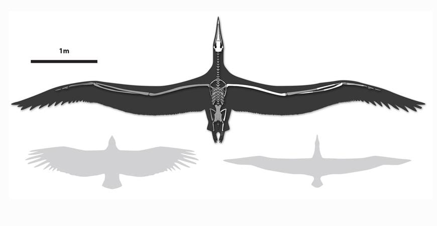 Identifican restos fósiles del ave más grande que haya existido 