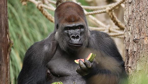 Gorila escapa de su celda para comer frutas y luego regresa  