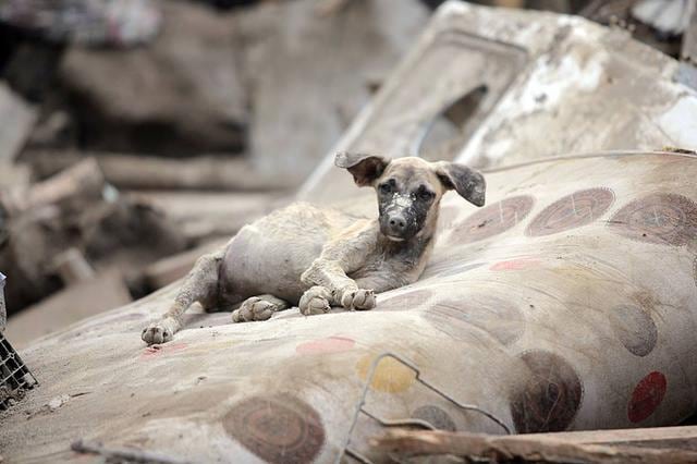 ​Organizan ayuda para animales afectados por huaicos en Chosica