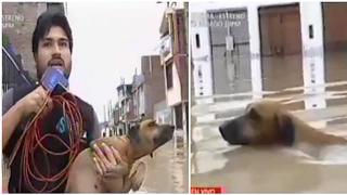 Mascotas: reportero rescata a perrito en plena transmisión y lo pone a buen recaudo (VIDEO)