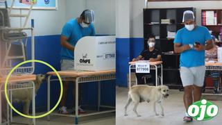 Joven fue a votar con su mascota ‘La Covid’: “vine a votar con ella porque todos los candidatos son unos perros” 