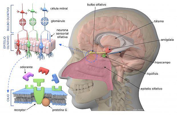 ¿Qué es el sentido del olfato y para qué sirve?