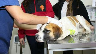 Sujetos golpearon a perrita hasta dejarla sin un ojo y la lanzaron a un río