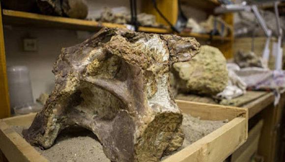 ​Científicos rusos descubren en Siberia un nueva especie de titanosaurio