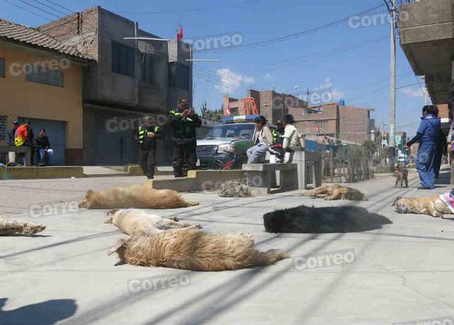 ​Huancayo: Indignación por terrible matanza de perros [FOTOS]