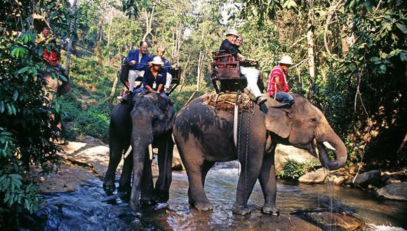 Animales salvajes en Tailandia son explotados y usados para negocio