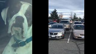 YouTube: perro se cansó de esperar a su dueño y ¡hace escándalo en estacionamiento! (VIDEO)
