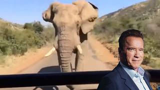 Arnold Schwarzenegger: Elefante le hizo pasar el susto de su vida y lo grabó [VIDEO] 