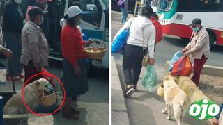 Perrito enternece las redes al acompañar a su dueña a hacer las compras