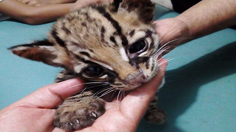 Trigrillo fue rescatado de familia que lo dejó con desnutrición 