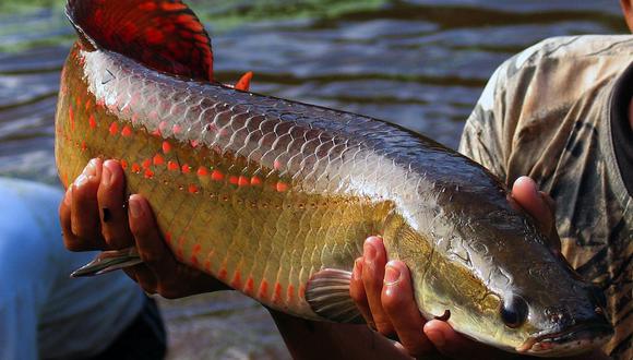 Científicos advierten contaminación de plástico en peces del Amazonas