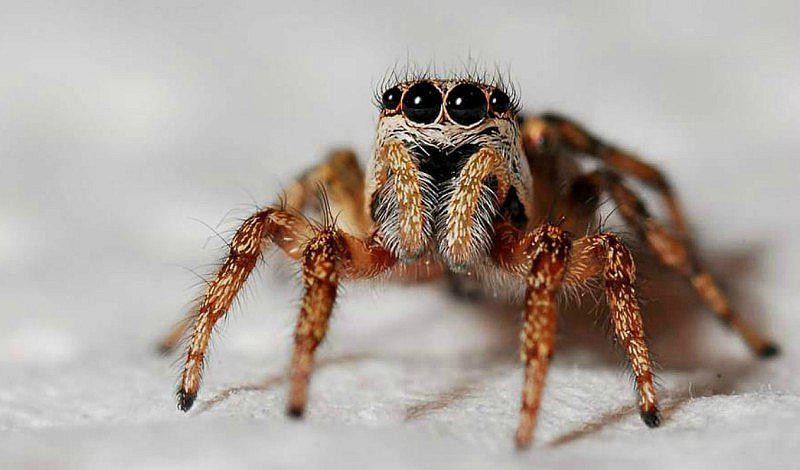 ¿Qué significa soñar con arañas? 