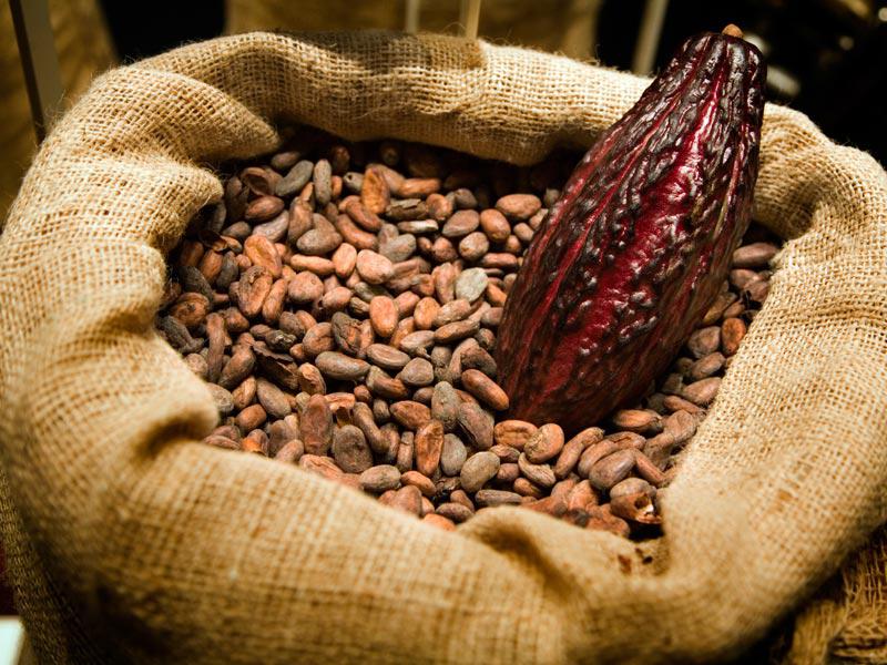 El cacao ayuda a combatir la tos, aseguran científicos