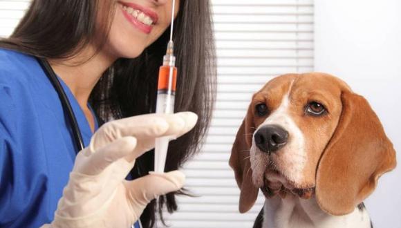 El perro, animal inteligente, mira su vacuna.