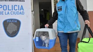 Mujer es llevada al psiquiatra por torturar y comerse a los gatitos que hacinaba en su casa