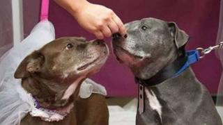 Dos perritos adultos son casados para no ser separados (VIDEOS)
