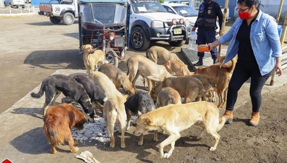 Áncash: más de 100 perritos callejeros volvieron a comer después de días. (Foto: Municipalidad Provincial del Santa)
