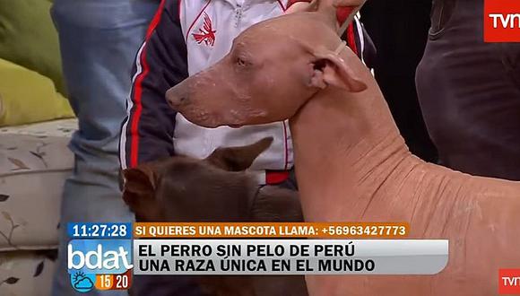 Perro peruano es presentado en televisión chilena y esto dicen de él [VIDEO]