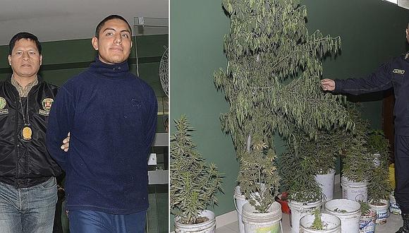 Ate: Cayó sujeto que utilizaba 'novedosa' técnica para tener 'superplantones' de marihuana
