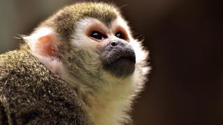 Mono capuchino llama al 911 desde un zoológico y alerta a la policía de EE.UU.