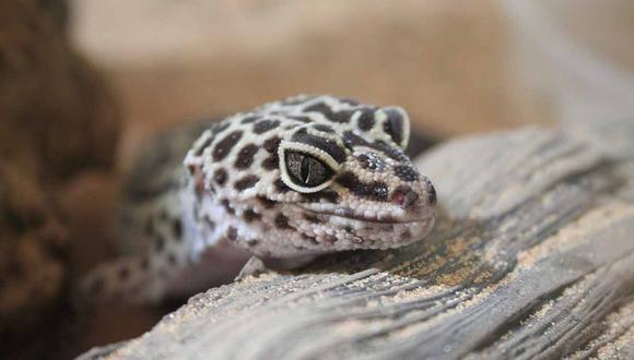 Los reptiles sufren cambios de muda de piel durante ciertas etapas de su vida. | Foto: @Naturalezaymas_