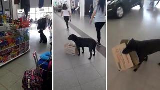 Perrito "pide" caja a comerciantes para armar su casa (VIDEO)