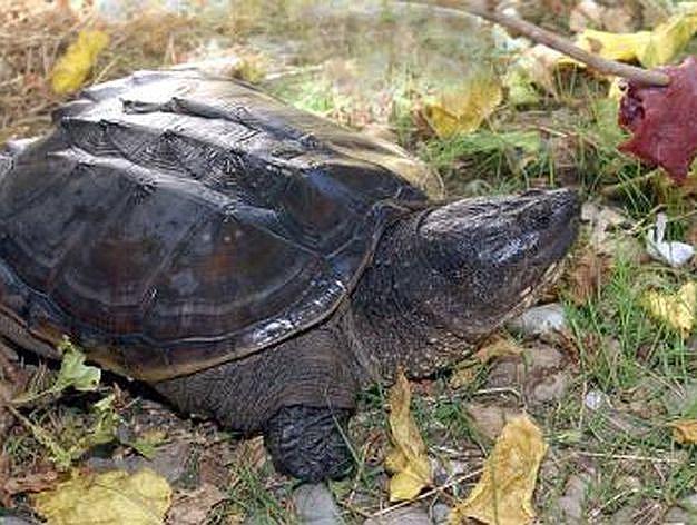 Hallan en Colombia gigantesca tortugaza en playa cercana de hotel