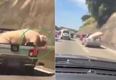 Indignación en Brasil: Trasladan a cabra y cerdo con cuerdas y apretados en vehículo