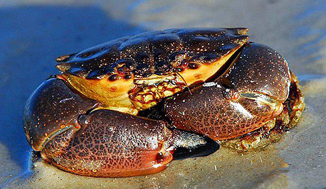 ​Quieren matar montón de cangrejos para remplazar bolsas de plástico