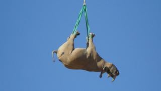 Rinocerontes colgantes, cucarachas y chicle pegado al piso dan premios Ig Nobel a científicos 