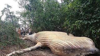 Ballena de 10 toneladas es hallada muerta en medio de la selva  (FOTOS Y VIDEO)