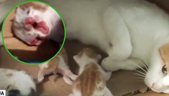 La reacción de una gata al ver a una de sus crías con dos cabezas (VIDEO)