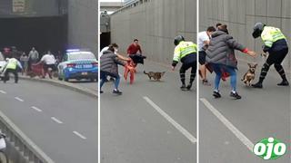 Rápida y furiosa: así fue cómo una perra puso a todos en aprietos y paralizó el tránsito vehicular en Surco 