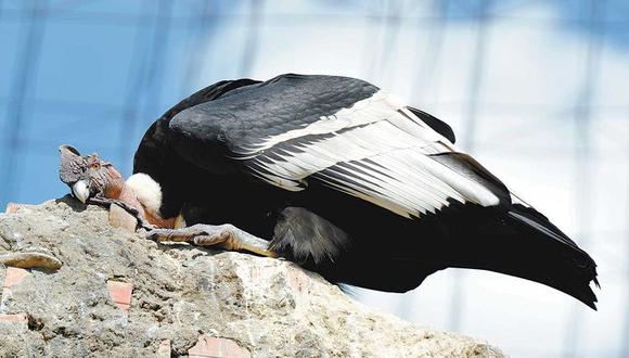 Zoológico estudiará reproducción de cóndores andinos en cautividad 