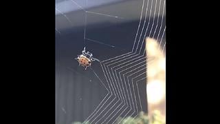 Descubre exactamente cómo teje una araña en sorprendente video 