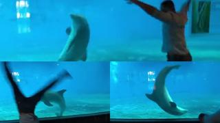 Delfín aprende a dar volteretas con tan solo ver una vez cómo se hacen