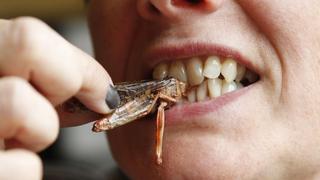 Los insectos de hoy, la comida de mañana? 