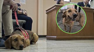 Campeón, el perro que acudió a la Corte como víctima de maltrato por primera vez en América Latina