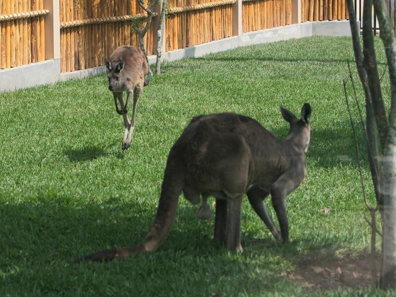 Parque de las Leyendas: el público elegirá el nombre de canguro bebé