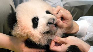 Nuevo panda gigante de zoo se llamará Xiang Xiang por voto popular