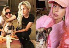 Lady Gaga: ¿Qué recompensa recibirá la mujer que encontró a sus perros?