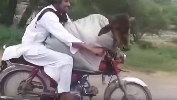 Hombre viajando con una vaca en una moto se vuelve viral | VIDEO