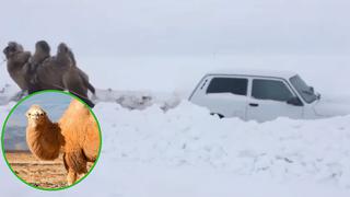Camello rescata automóvil atrapado en la nieve (VIDEO)