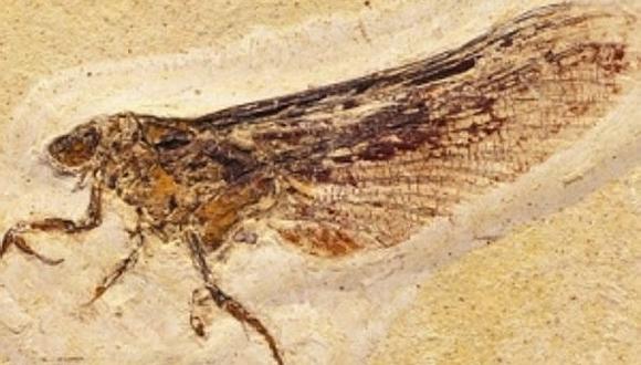 Insecto que tomaba forma de hoja vivió hace 270 millones de años 