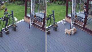 Gato llama la atención a unos perros traviesos y los obliga a entrar a la casa