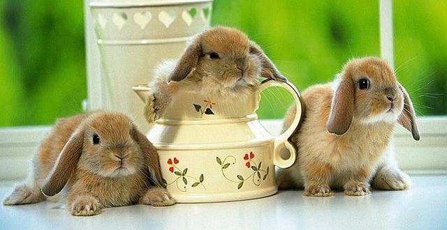 Aquí están las mascotas más tiernas de la red (GALERIA)