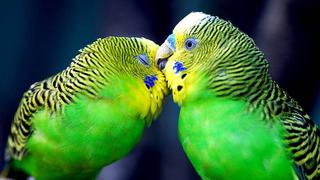 Aves, símbolo de amor verdadero, también son infieles y tramposas 