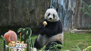 Zoológico invita a votar en internet por nombre de un panda bebé 
