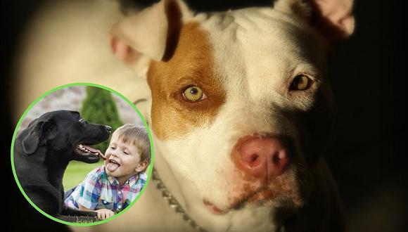 Investigadores dan a conocer cuál es la raza de perros más propensa a morder a niños